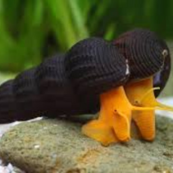 Tylomelania oranž jänes (Orange Sulawesi Snail)