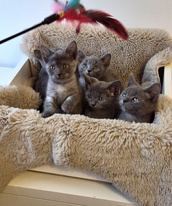 Голубые британские короткошерстные котята (1 фото из 8)
