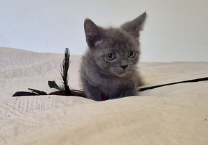 Голубые британские короткошерстные котята (3 фото из 8)