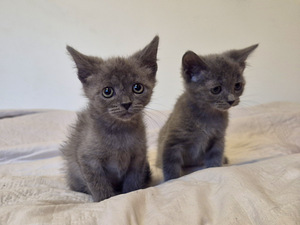 Голубые британские короткошерстные котята (6 фото из 8)