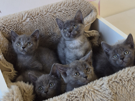 Голубые британские короткошерстные котята