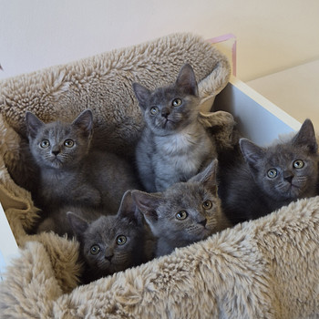 Голубые британские короткошерстные котята