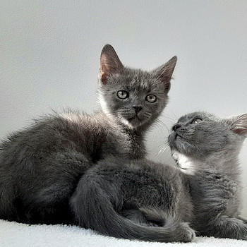 Голубые британские короткошерстные котята