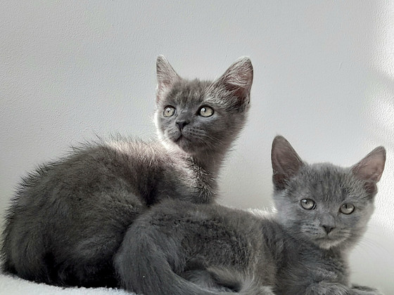 Голубые британские короткошерстные котята