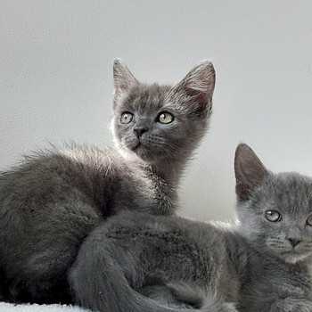 Голубые британские короткошерстные котята