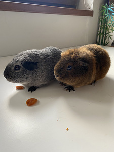 Kaks kodust merisiga otsivad uut kodu (2 foto / 6)