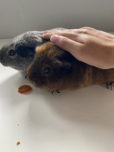Kaks kodust merisiga otsivad uut kodu (3 foto / 6)
