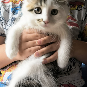 Kaksi suloista kissanpentua