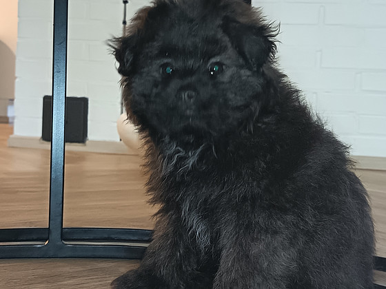 Pomapoo urokset