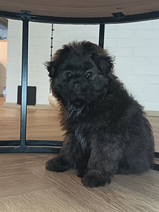 Pomapoo urokset (2 valokuva sivusta 4)