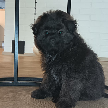 Pomapoo urokset