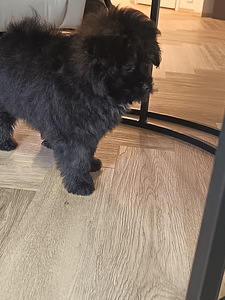 Pomapoo urokset (3 valokuva sivusta 4)
