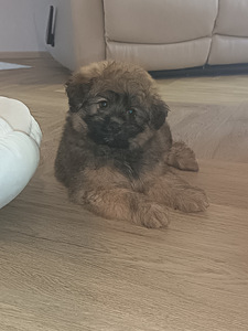 Pomapoo urokset (4 valokuva sivusta 4)