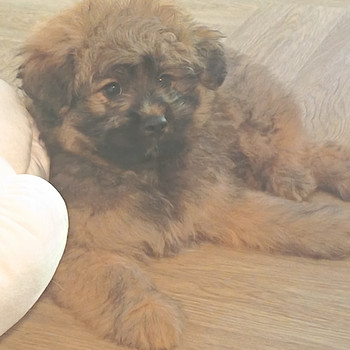 Pomapoo urokset