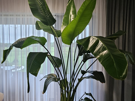 Strelitzia Nicolai potitaim 230 cm