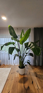 Strelitzia Niсolai комнатное растение 230 см (1 фото из 2)