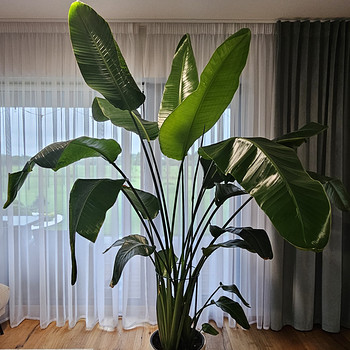 Strelitzia Nicolai potitaim 230 cm
