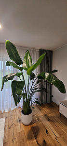 Strelitzia Niсolai комнатное растение 230 см (2 фото из 2)
