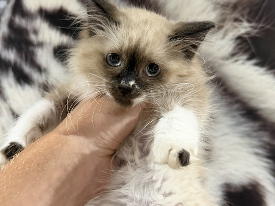 Котята