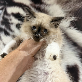 Котята
