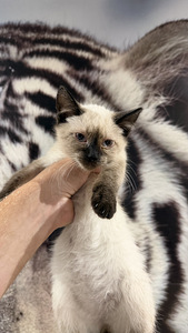 Котята (2 фото из 3)