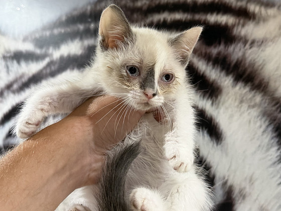 Котёнок (девочка)