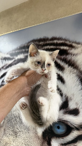 Котята (3 фото из 3)