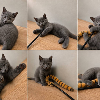 Британский котёнок