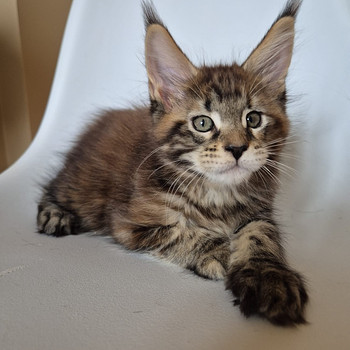 Mainecoon female