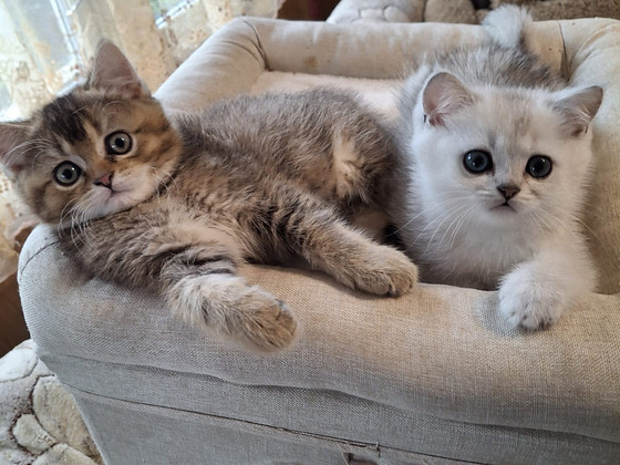 Шотландские котята