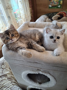 Шотландские котята (1 фото из 10)