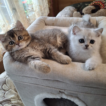 Шотландские котята