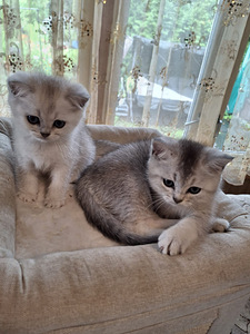 Шотландские котята (2 фото из 10)