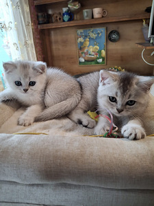 Шотландские котята (3 фото из 10)