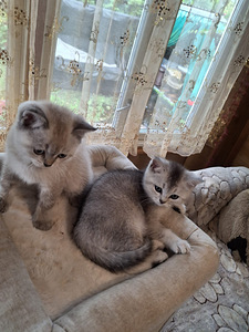 Шотландские котята (4 фото из 10)