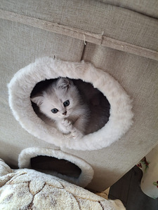 Шотландские котята (5 фото из 10)