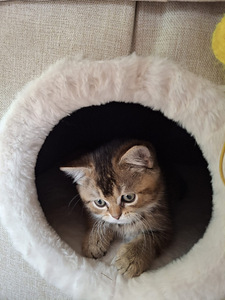Шотландские котята (6 фото из 10)