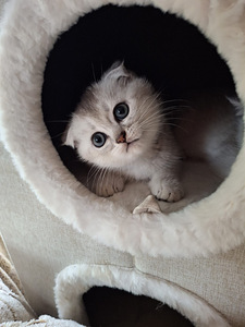 Шотландские котята (7 фото из 10)
