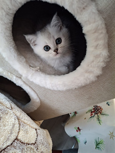 Шотландские котята (8 фото из 10)