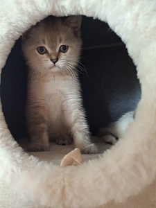 Шотландские котята (9 фото из 10)