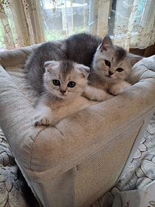 Шотландские котята (10 фото из 10)