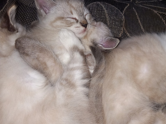Котята метисы сиама