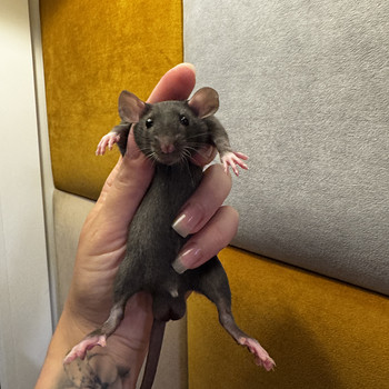Dumbo rotipojad