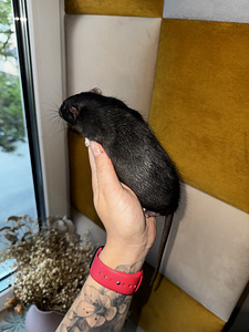 Dumbo rotipojad (3 foto / 4)