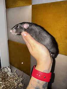 Dumbo rotipojad (4 foto / 4)