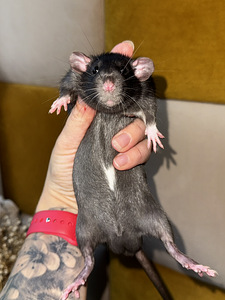 Dumbo rotipojad (1 foto / 4)