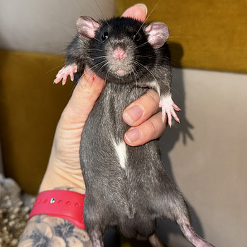 Dumbo rotipojad