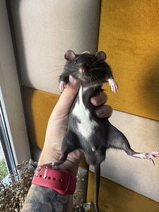 Dumbo rotipojad (2 foto / 4)