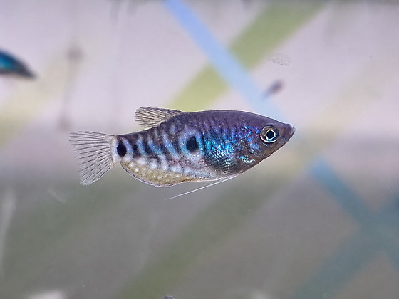 Gurami