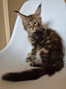 Mainecoon female f22 (1 foto / 7)